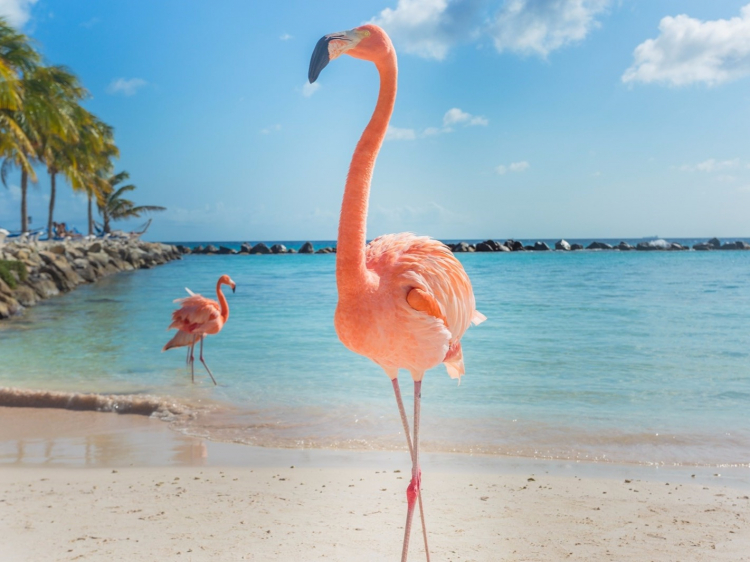 Singlereis Je mooiste vakantie naar Aruba (HBO+)