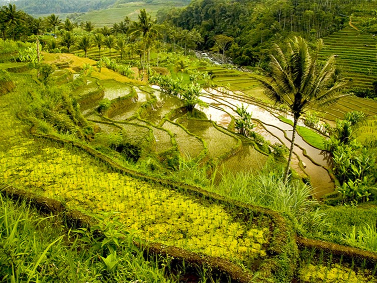 Singlereis Indonesië 14 dagen Bali: Cultuur en strand