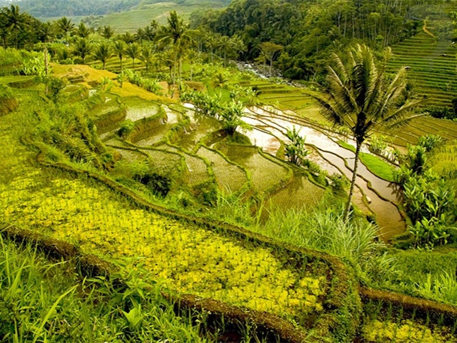 Singlereis: Indonesië Bali, Indonesië