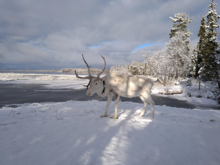 Groepsreis Actieve Winterreis Fins Lapland