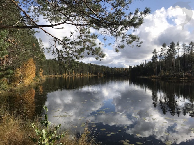 Singlereis Actieve vakantie Herfst in Zweden