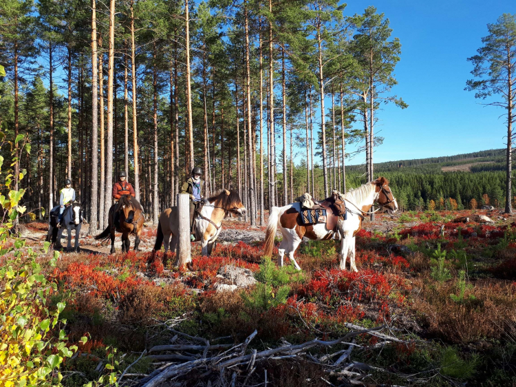 Eenoudervakantie Actief in Zweden tijdens de herfstvakantie