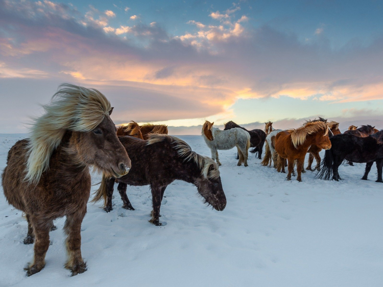 Singlereis Zuid-IJsland Rondreis in de winter