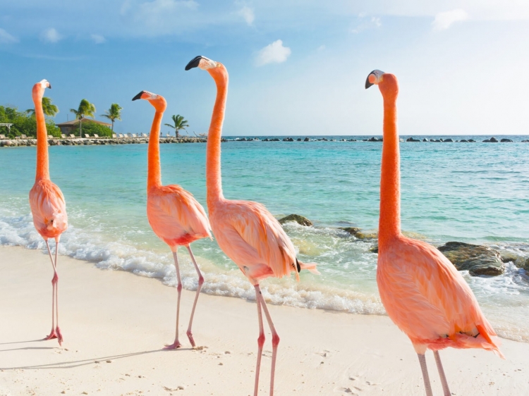 Singlereis HBO+ Paradijselijk genieten op Bonaire