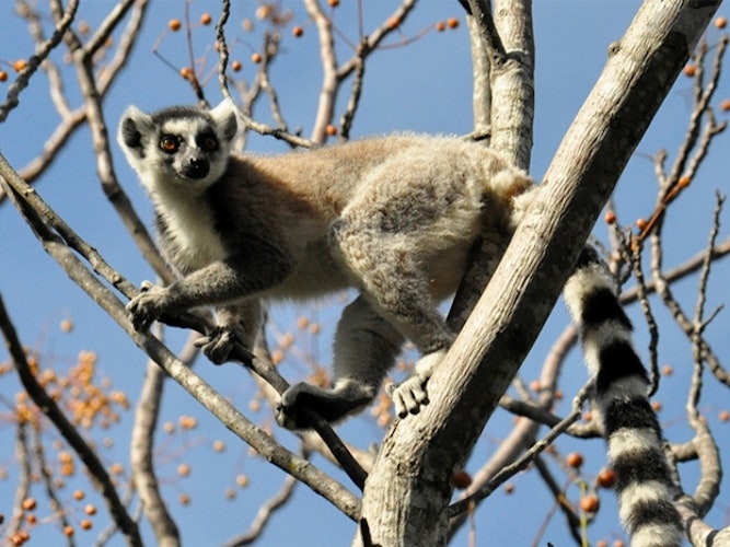 Singlereis Madagaskar 22-daagse rondreis
