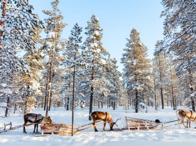 Singlereis HBO+ Ontdek Fins Lapland